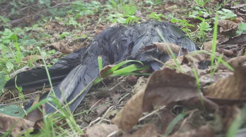 Bird Carcass 4K Stock Footage 41936546
