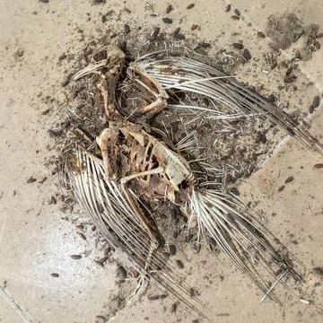 Bird carcass Dead bird and rotting carcas. Animal remains, fur, bones and ... Stock Photos
