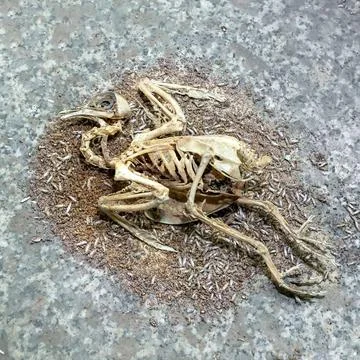 Bird carcass Stock Photos