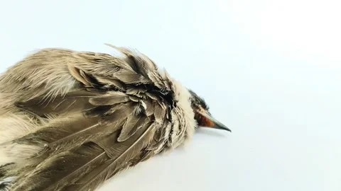 Bird carcasses in gray on a white background 스톡 동영상 314930131