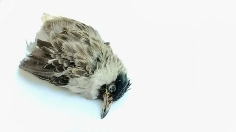 Bird carcasses in gray on a white background 스톡 동영상 314930176