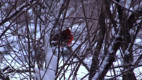 Bird cardinal sitting in tree winter forest Stock Footage 103120529
