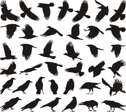 Bird carrion crow Stock Illustration