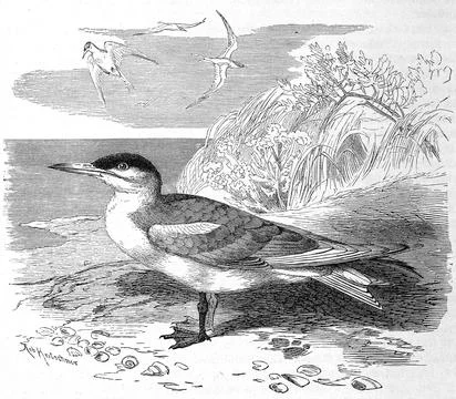 Bird Caspian Tern Sterna caspia syn bird species from the order of the plovers Stock Illustration