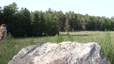 A bird casts a pretty shadow as it lands. Video stock 246600039