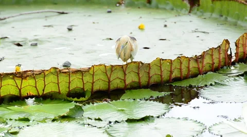 Bird catch fish for feeding. HD Stock-Footage 41662889