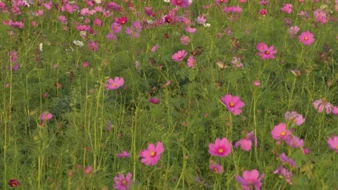 Bird catch on flower. Stock Footage 240745526