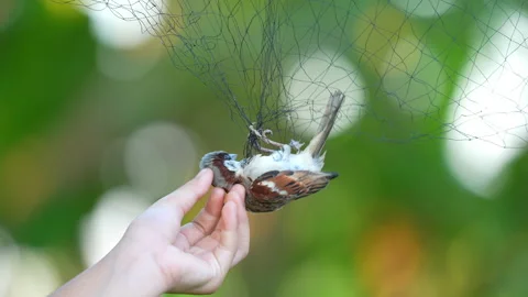 Bird catch on net in nature 库存影片 231009792