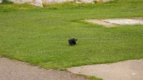 Bird catches and eats earth worm Video stock 79655445