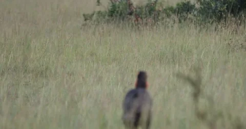 Bird catches breakfast Stockbeeldmateriaal 124671017