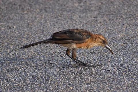Bird catches a bug in its beak Stock Photos