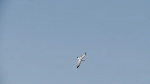 Bird catches a Fish Video stock 476858