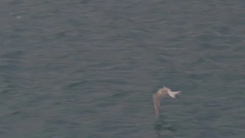 Bird catching a fish Stock Footage 345119474