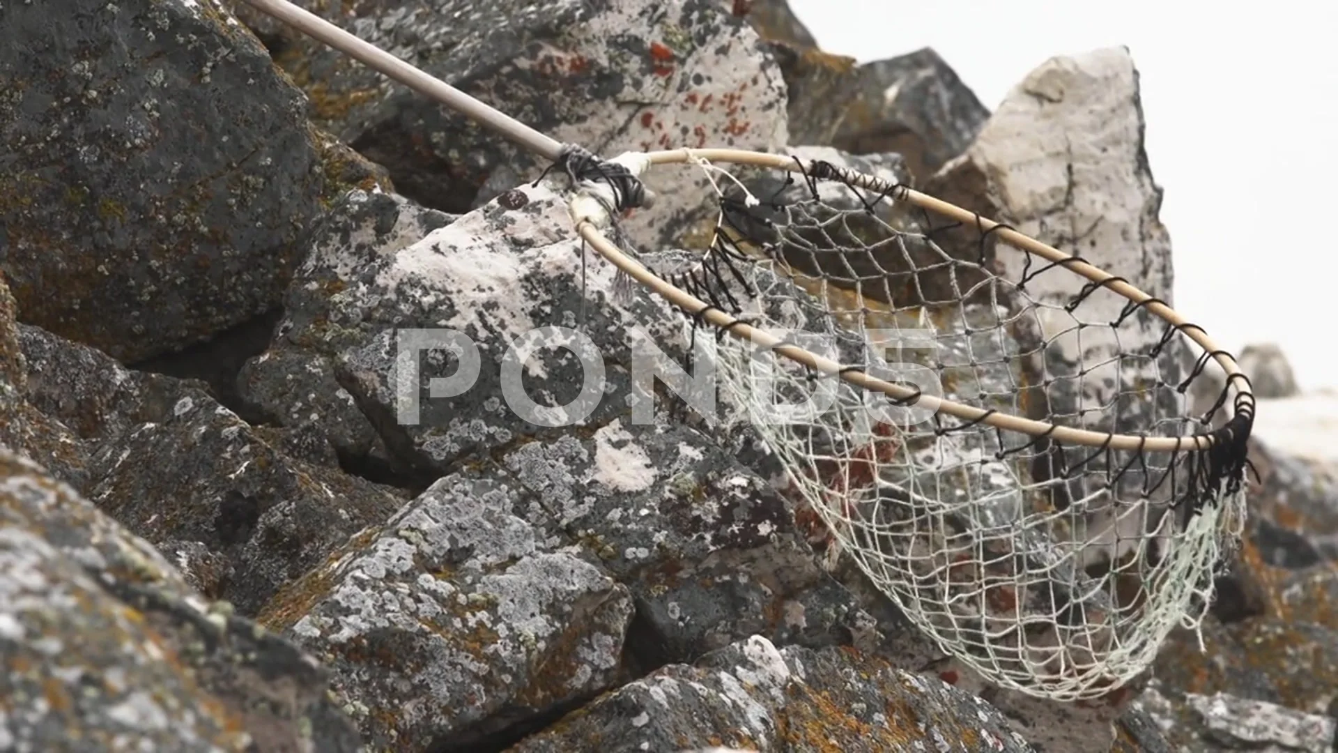 Bird catching net for Little Auks, Dovek, Stock Video