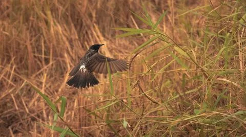 Bird catching small flying bugs in a grass field. Stock Photos