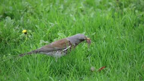 Bird Catching Worms in Lush Green Grass Field 스톡 동영상 334879054