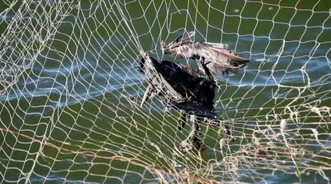 Bird caught in a net Video stock 22075618