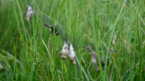 Bird caught in a trap,net trap, Stock Footage 252740938