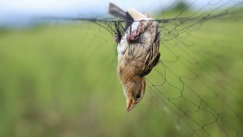 Bird caught in a trap,net trap, Stock Footage 252740949