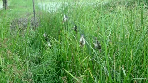 Bird caught in a trap,net trap, Stock Footage 252740964