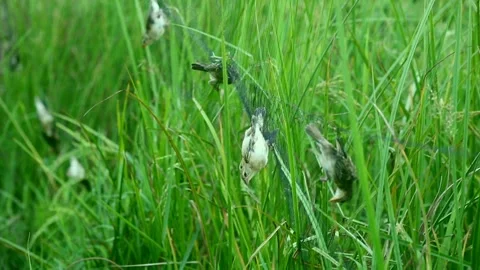 Bird caught in a trap,net trap, Video stock 252740986