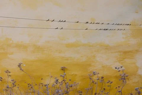 A bird caught on a wire Fotos Stock