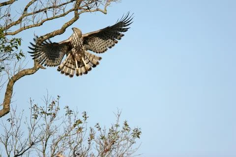 Bird, Changeable Hawk-Eagle Spizaetus cirrhatus flying, Corbett Tiger Reser.. Stock Photos