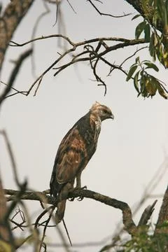 Bird, Changeable Hawk-Eagle Spizaetus cirrhatus Corbett Tiger Reserve, Utta.. Stock Photos