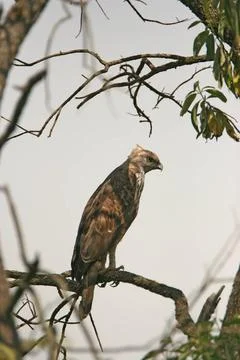 Bird, Changeable Hawk-Eagle Spizaetus cirrhatus Corbett Tiger Reserve, Utt... Stock Photos