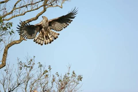 Bird, Changeable Hawk-Eagle Spizaetus cirrhatus flying, Corbett Tiger Rese... Stock Photos