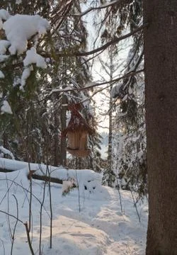 Bird chassis in the winter forest Stock Photos