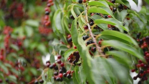 Bird cherries ripening on a tree branch with green leaves Stock Footage 344734978