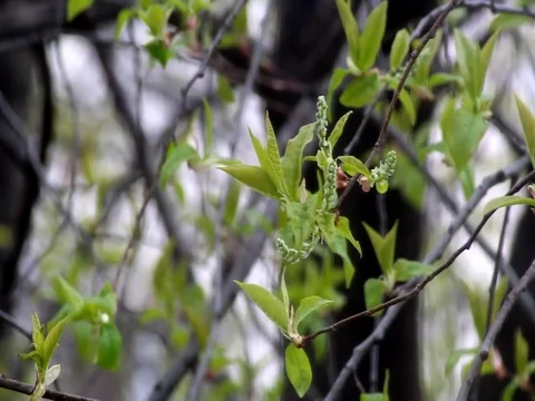 Bird cherries swinging in the wind Stock Footage 76108168