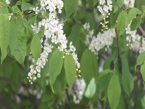 Bird cherries swinging in the wind Stock Footage 76108485