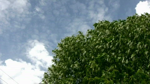Bird cherry against the blue sky Stock Footage 843378