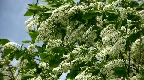 Bird cherry against the blue sky Stock Footage 843387