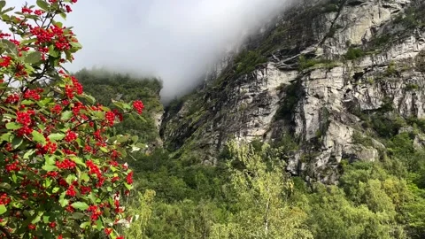 Bird cherry among misty mountains in the Geiranger Stock Footage 309140926