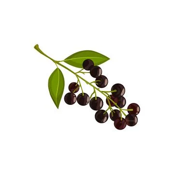 Bird cherry berries, autumn leaf fall tree foliage Stock Illustration