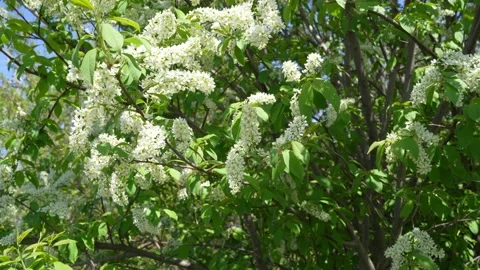 Bird cherry blossom Stock Footage 192870681
