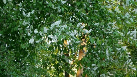 Bird cherry blossom in the Park. Stock Footage 127750436