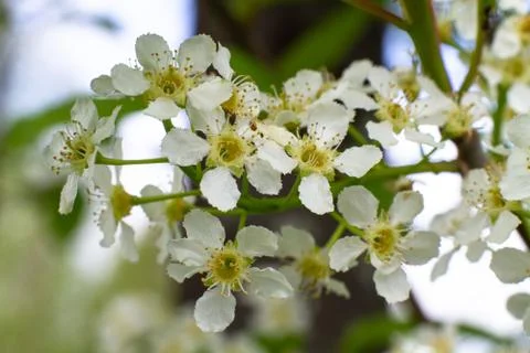 Bird cherry blossom Stock Photos