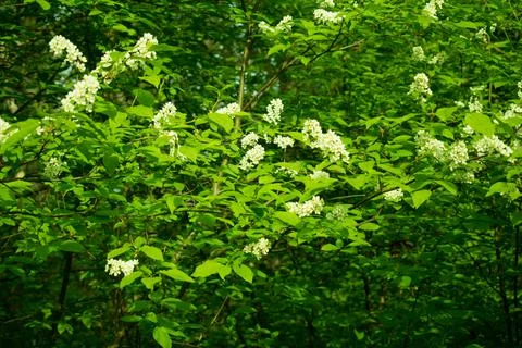 Bird cherry blossom Stock Photos