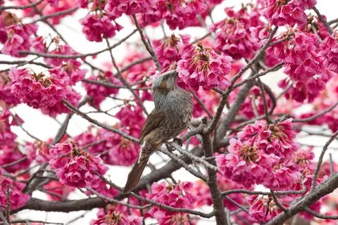 Bird on the cherry blossom Stock Photos