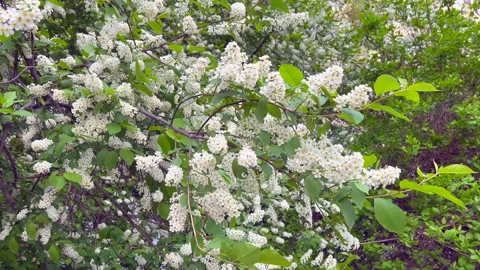 Bird cherry blossoms Stock Footage 307756277