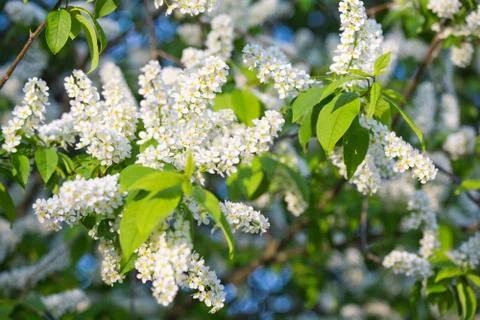 Bird cherry blossoms Foto stock