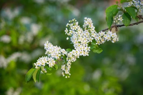 Bird cherry blossoms Foto stock