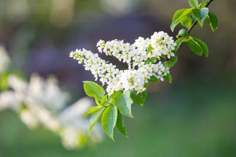 Bird cherry blossoms Foto stock