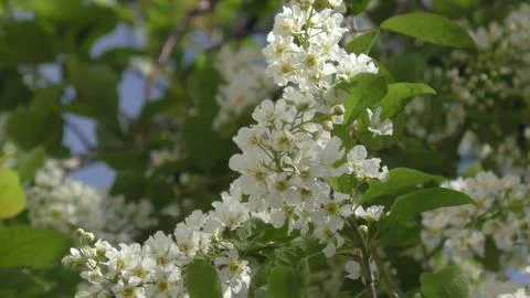 Bird cherry blossoms Stock Photos