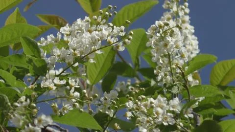 Bird cherry blossoms Stock Photos