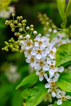 Bird cherry blossoms Stock Photos